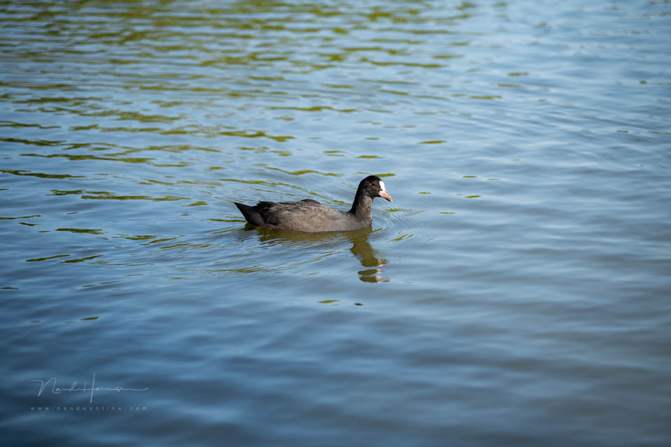 Nando review z5II voorbeeld 4