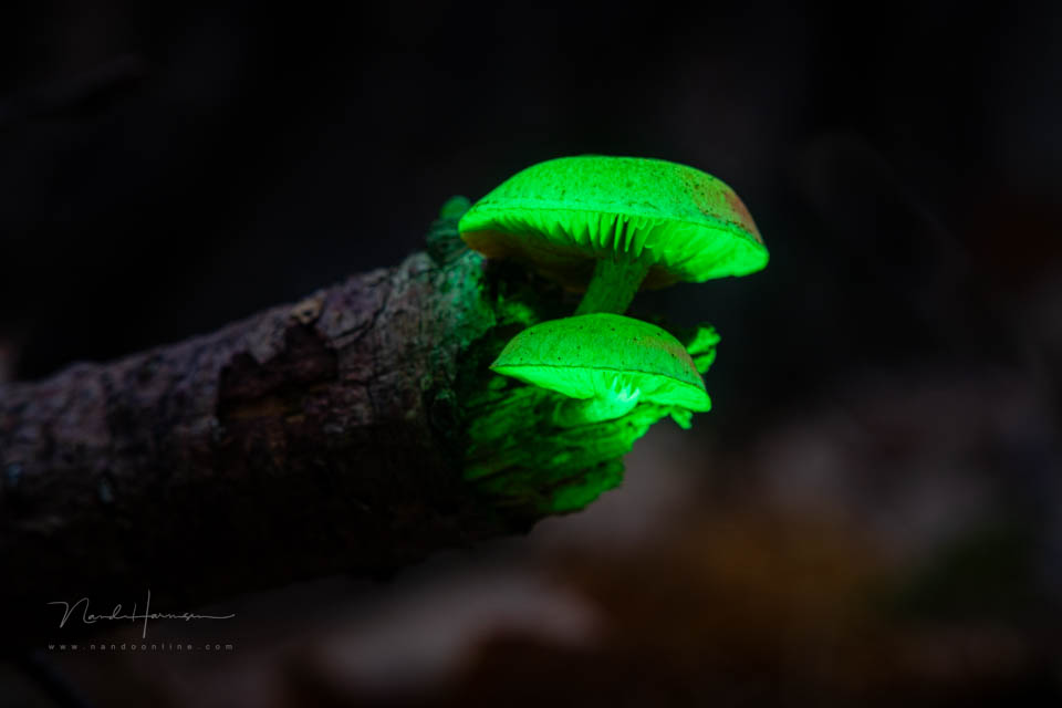 Nando smallrig rm3 review 28 Nando smallrig rm3 review 28