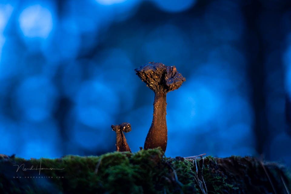 Nando steinheil macro quinar 14 Nando steinheil macro quinar 14