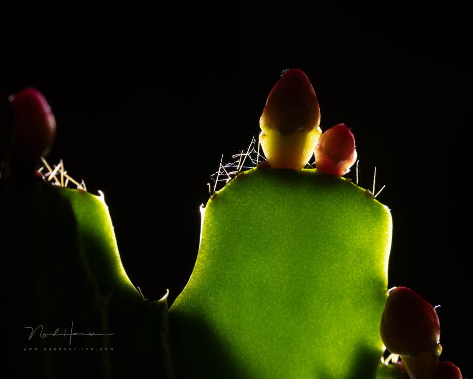 Nando steinheil macro quinar 15 Nando steinheil macro quinar 15