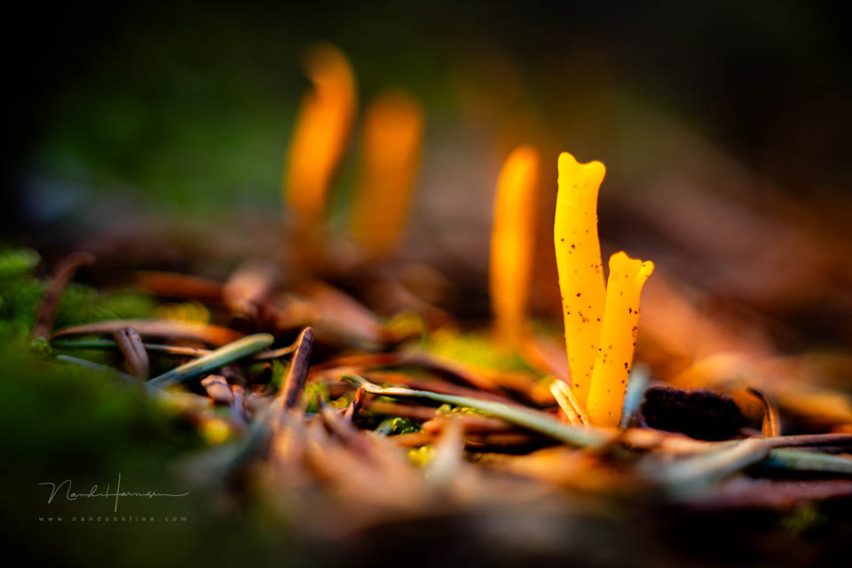 Nando steinheil macro quinar 5 Nando steinheil macro quinar 5