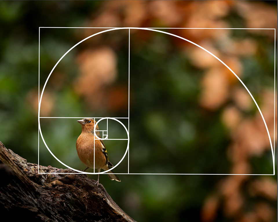 Nando vink fibonacci