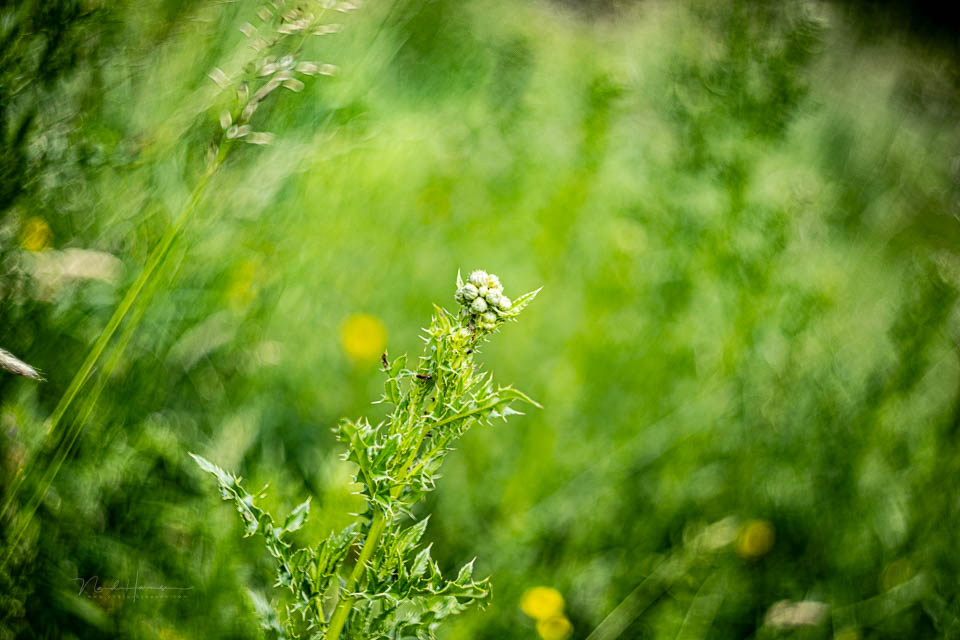 Nando helios 44 beelden Nando helios 44 beelden