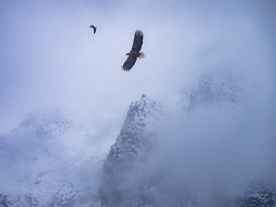 Nando lofoten 2026 olympus 10 Nando lofoten 2026 olympus 10