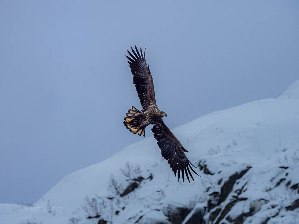 Nando lofoten 2026 olympus 9 Nando lofoten 2026 olympus 9