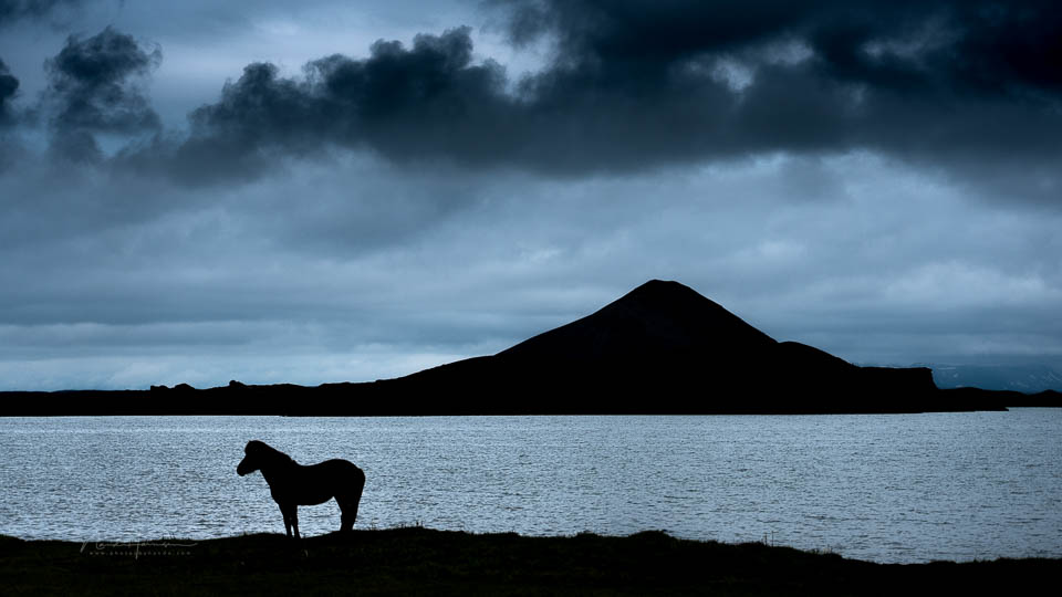 Nando paard silhouet Nando paard silhouet