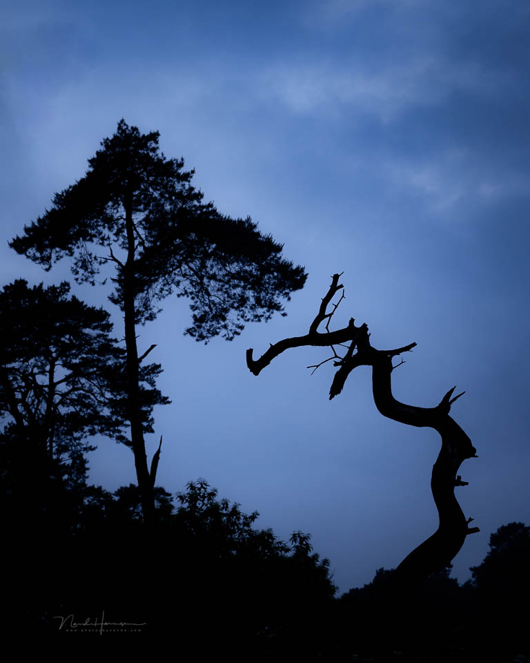 Nando tak eschenven silhouet Nando tak eschenven silhouet