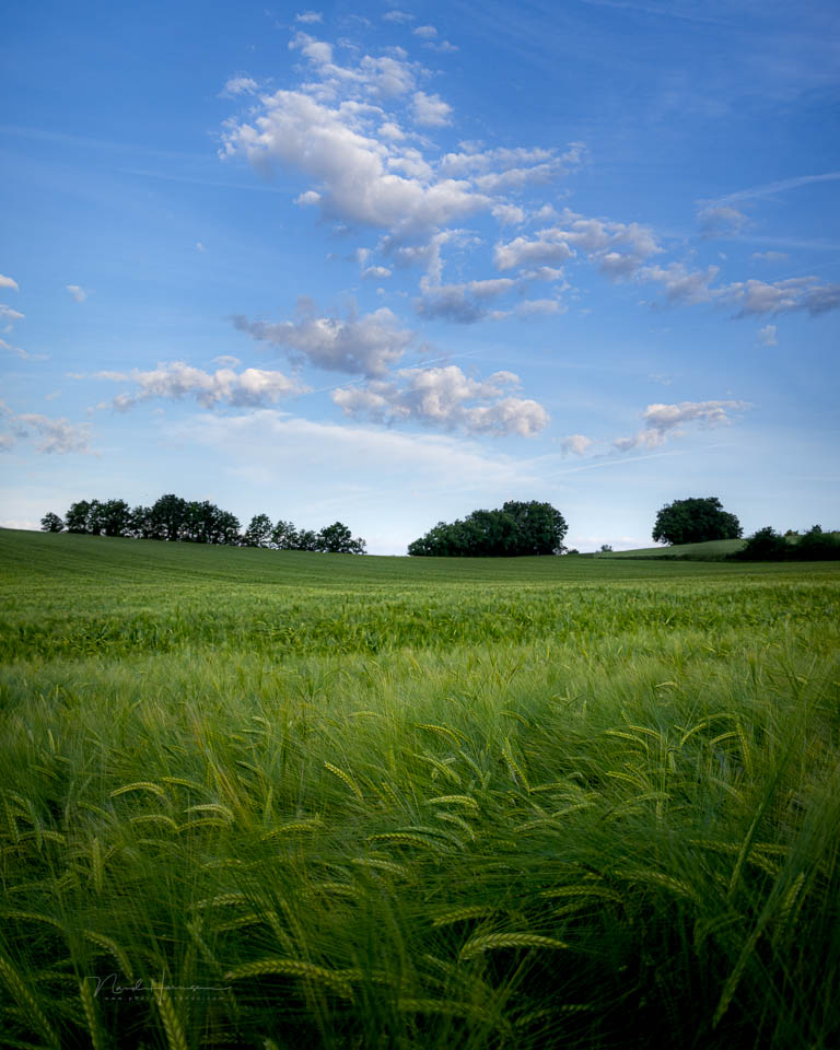 Nando tarn 2025 graanveld