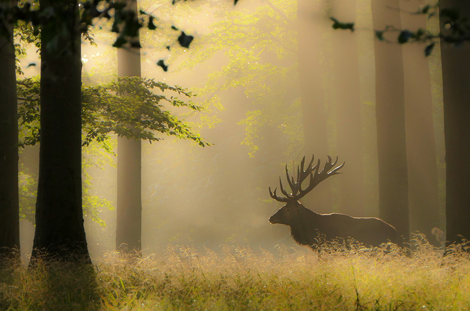 Edelhert mist