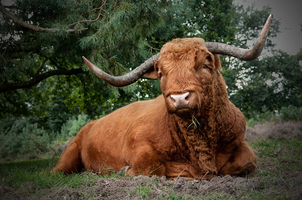 Hooglander