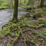 Natuurfotografie tip: Een bos is geen verzameling bomen Natuurfotografie tip: Een bos is geen verzameling bomen