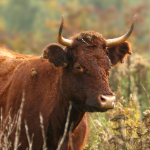Natuurfotografie tip: Laat je niet beperken door een fototentje Natuurfotografie tip: Laat je niet beperken door een fototentje