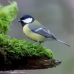 Wildlife fotograferen in je eigen achtertuin Wildlife fotograferen in je eigen achtertuin