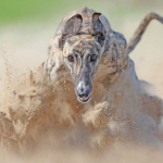 Finalisten Sony World Photography Awards 2026 bekendgemaakt Finalisten Sony World Photography Awards 2026 bekendgemaakt