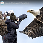 Hoe fotografeer je vogels in vlucht?