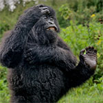 Winnaar Nikon Comedy Wildlife Awards 2025 bekend gemaakt