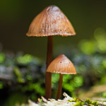 Ideen voor paddenstoelen fotograferen