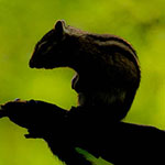 Speel met silhouetten