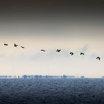 Silhouetten in natuurfotografie Silhouetten in natuurfotografie
