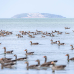 Scherpstellen bij grote groepen dieren Scherpstellen bij grote groepen dieren