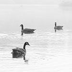 Een high-key foto bewerken Een high-key foto bewerken