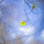 De lente in beeld brengen De lente in beeld brengen