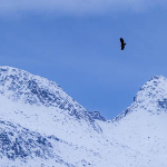 Landschap met of zonder dier? Landschap met of zonder dier?