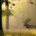Natuurfotografie tip: Maak gebruik van mistige ochtenden