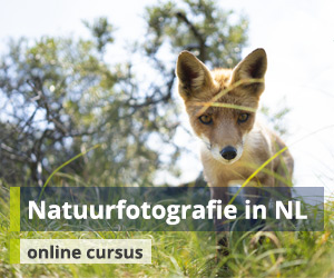 Cursus Natuurfotografie in Nederland met Rob Dijkstra
