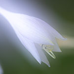 10 Tips om het Orton-effect toe te passen 10 Tips om het Orton-effect toe te passen