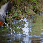 Vogels fotograferen? Ga eerst oefenen. Vogels fotograferen? Ga eerst oefenen.